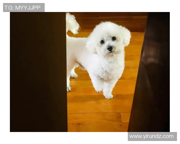 足球明星爱犬大揭秘 哪些狗狗成了球迷心中的宠儿